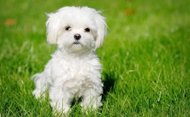 Notre hôtel accepte les petits animaux Notre hôtel accepte les petits animaux